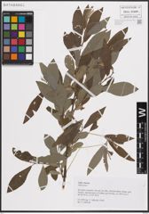 Foto von Salix cinerea L.